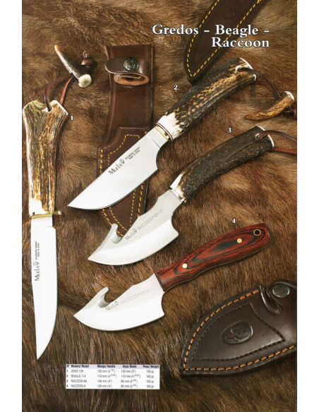 Gredos-Beagle-Reccoon-Messer
