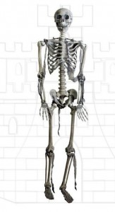 Esqueleto articulado tamaño natural